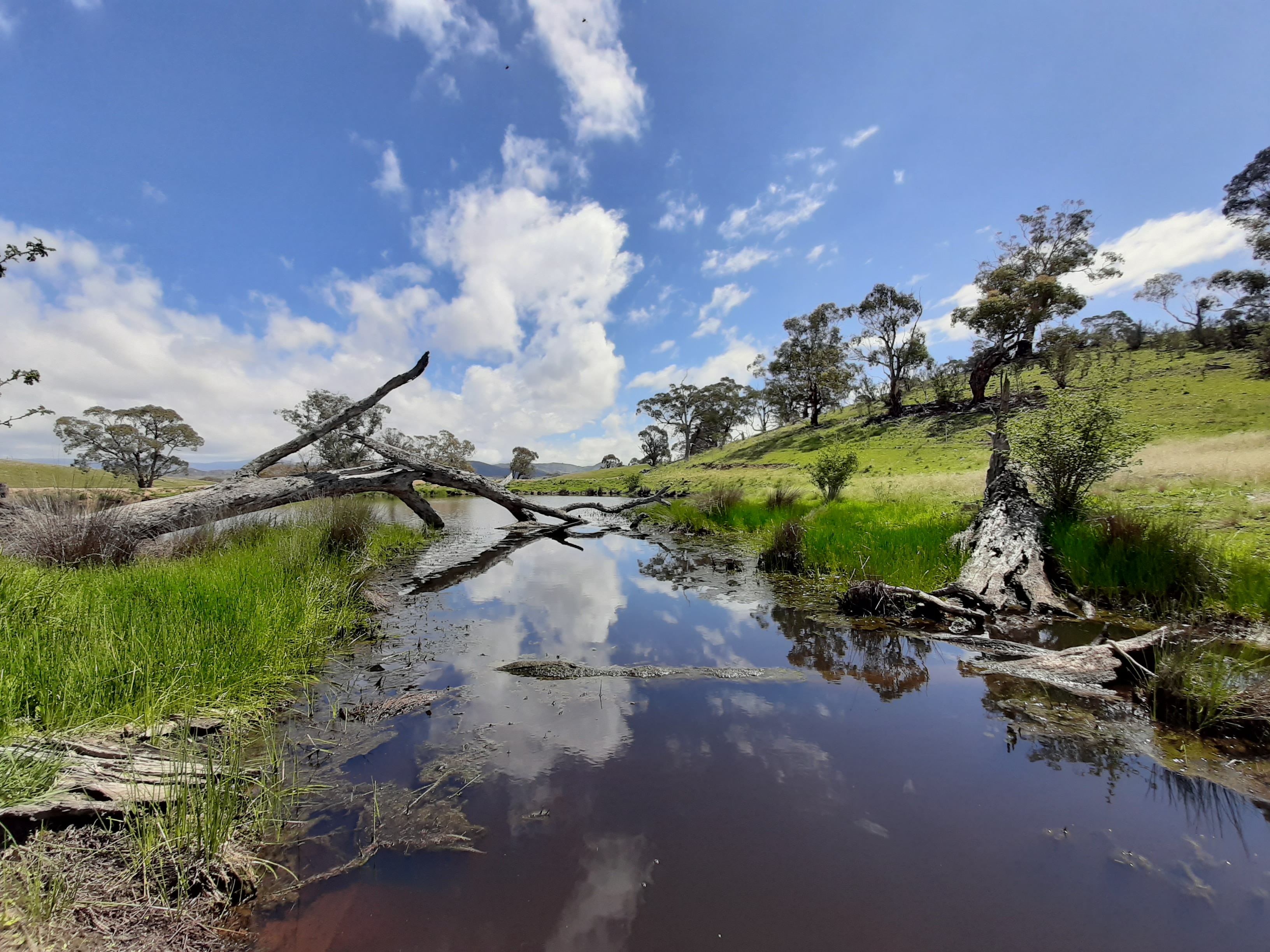 A dam surrounded by thriving native greenery.