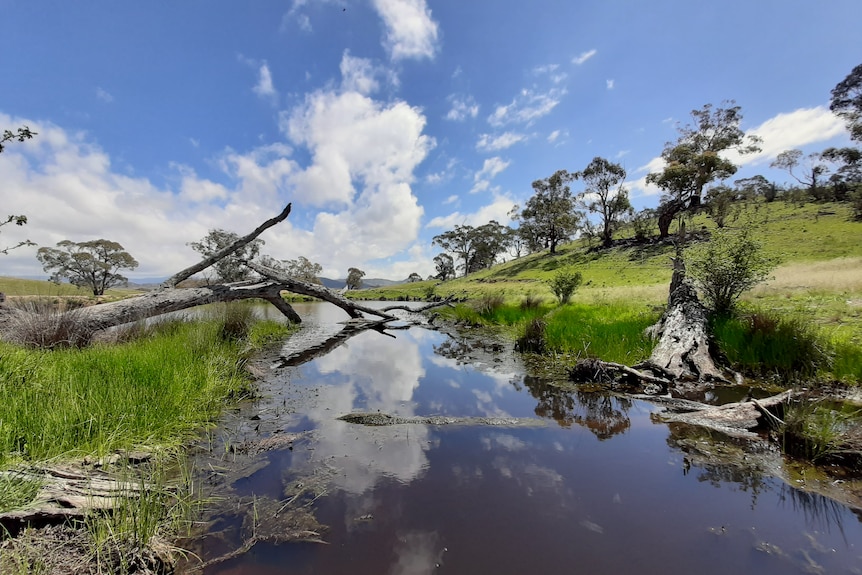 A farm dam with green groundcover surrounding it.