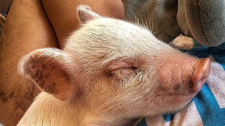 Sleeping piglet with missing hoof