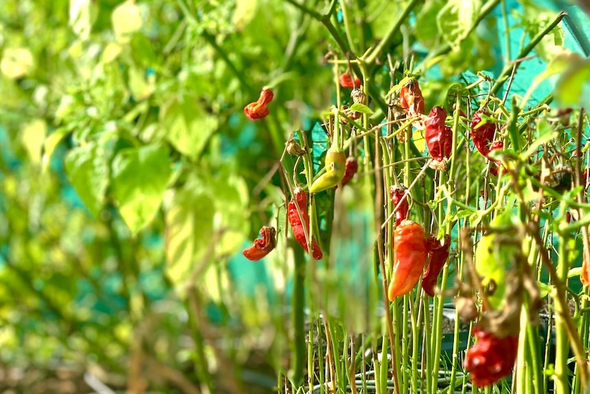 On a bright day, you view a verdant row of red chillies that are ready to be harvested.