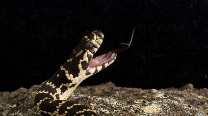 Close-up image of a broad-headed snake with its jaws open and tongue extended.