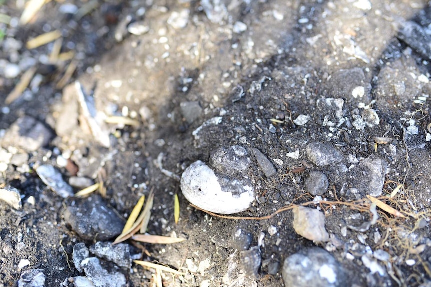 Oysters shells in dug up earth.