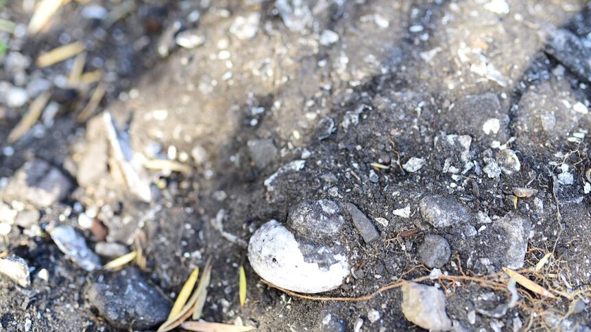 Oysters shells in dug up earth