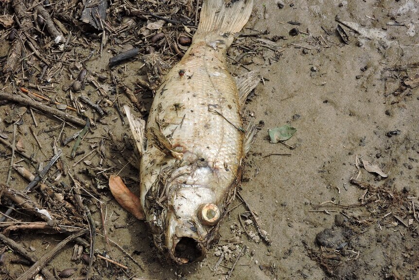 A dead fish washed up after oxygen levels crashed in the Richmond River.