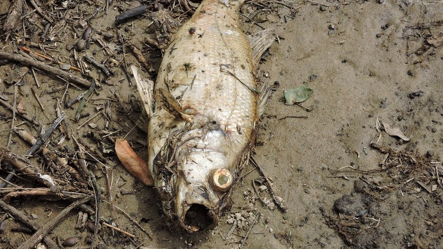 A dead fish washed up after oxygen levels crashed in the Richmond River.