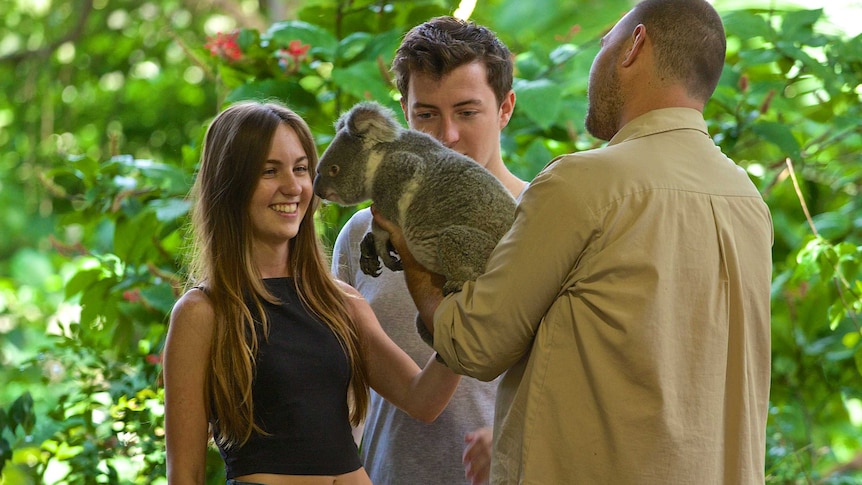 A staff member holds a koala, explaining how to hold it to two tourists who look pleased with themselves.