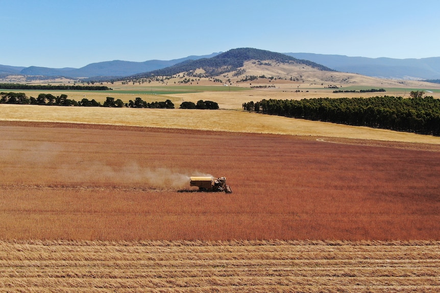 A drone captures a vast field of poppies, with a large harvester truck hard at work.