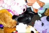 A red belly black snake found hiding in a young girl's room with her stuffed toys
