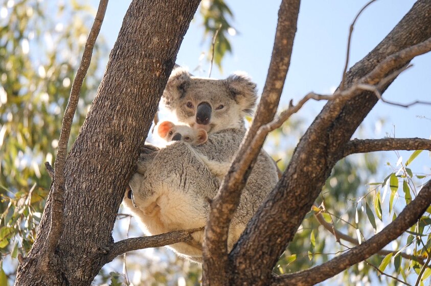 Koala and joey in tree.