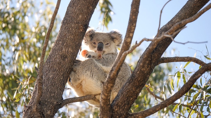 A koala and her joey sit in a tree.