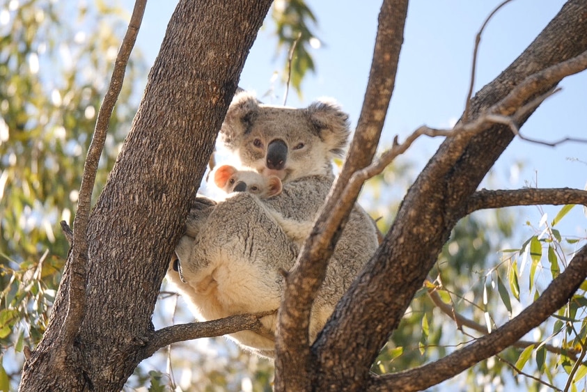 A koala and her joey sit in a tree.