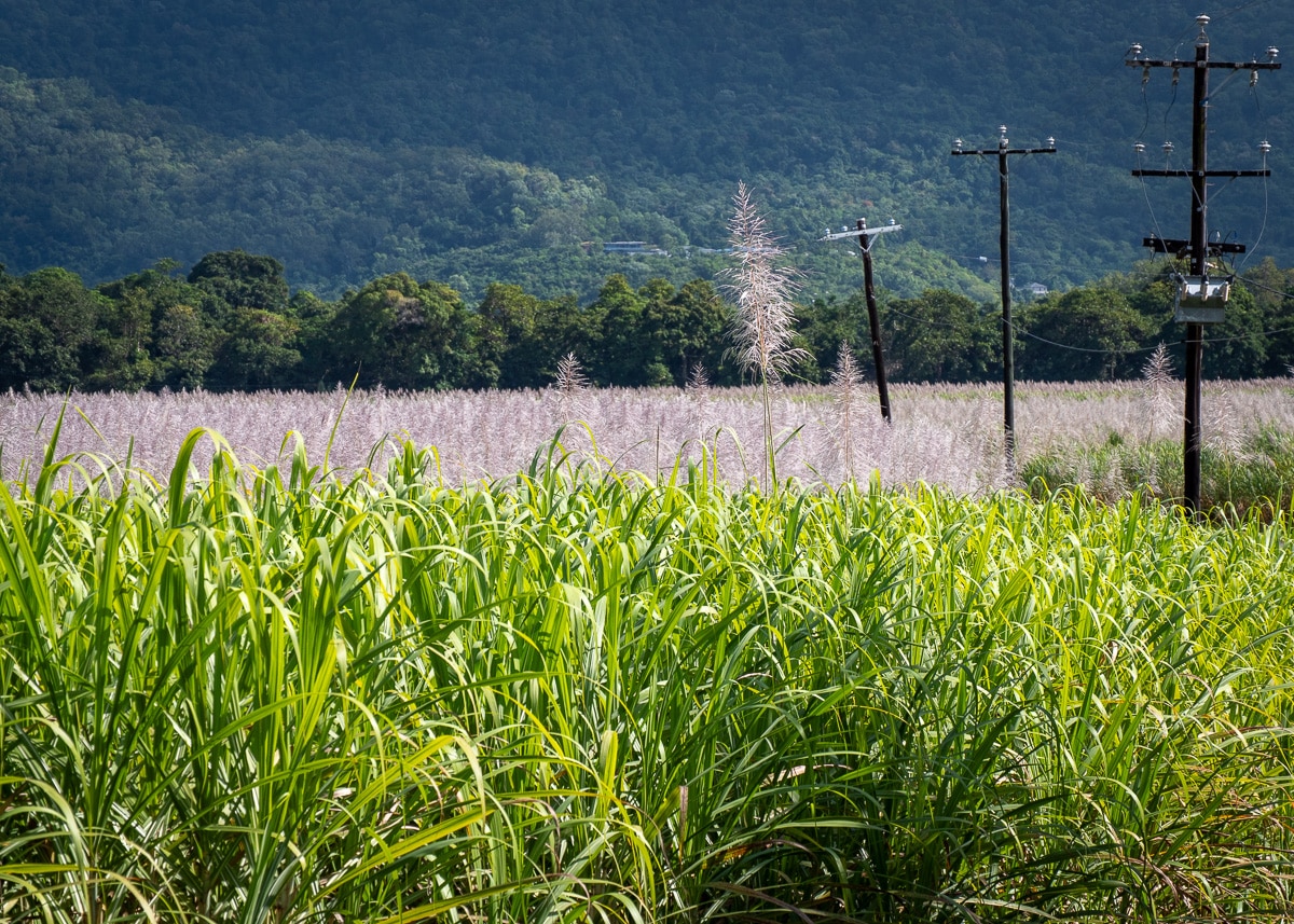 A cane farm in Freshwater, Cairns.
