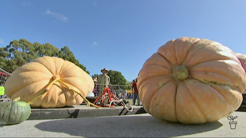 Giant pumpkins on display at a fair