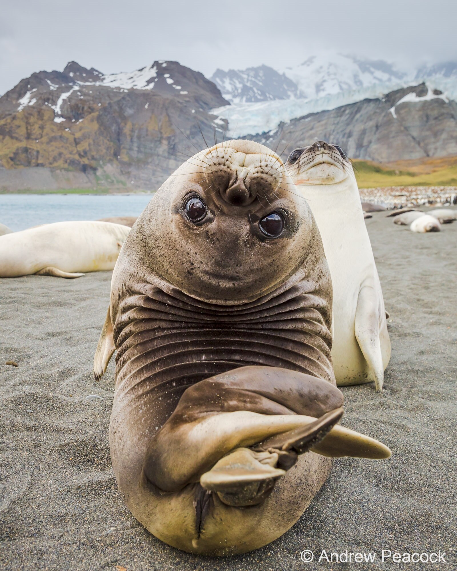 A young elephant seal bends backwards to look at the camera lens. 