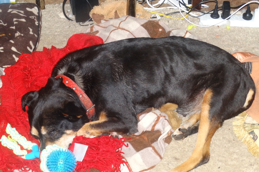 A Kelpie lying on a red blanket. 