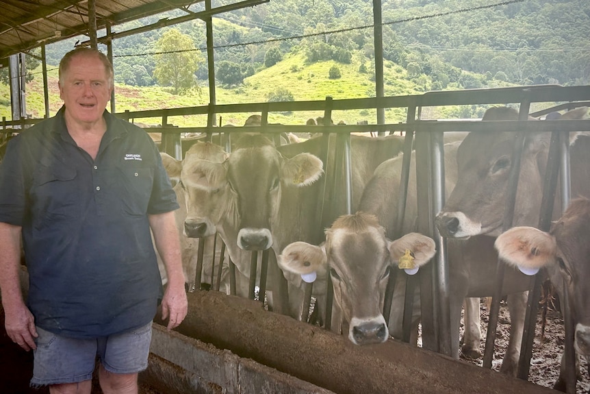 A dairy farmer stands next to his cows in a shed.