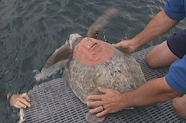 An olive ridley sea turtle is released into the ocean equipped with a satellite tracking device.