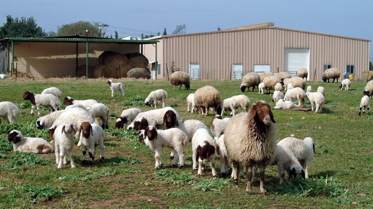 Fat tailed sheep with lambs in grass near sheds and haystacks, before war in Syria