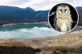 An aerial view of a tailings dam in forest and an inset photo of a masked owl.