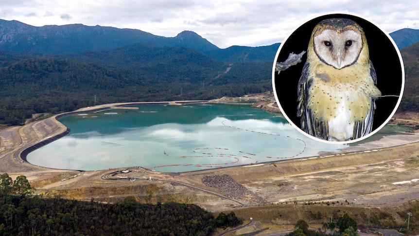 An aerial view of a tailings dam in forest and an inset photo of a masked owl.