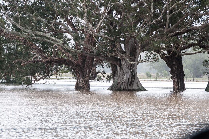 Brown floodwater under large trees at the end of Billinudgel's main street.