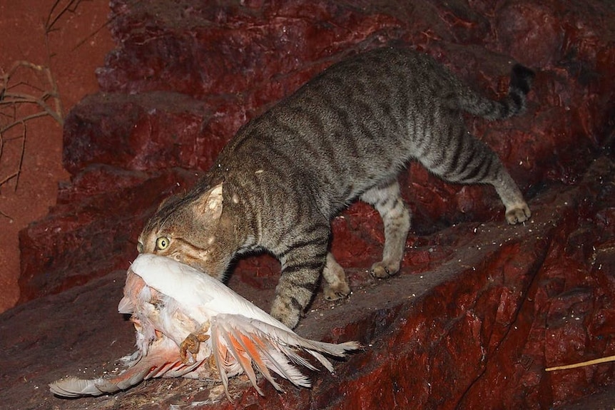 A feral cat with a galah in its mouth.