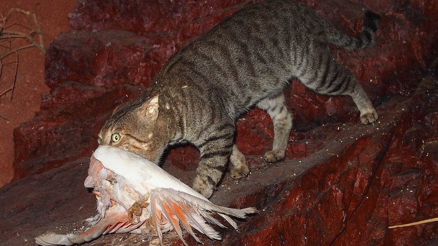 A cat holding a dead galah in its mouth.