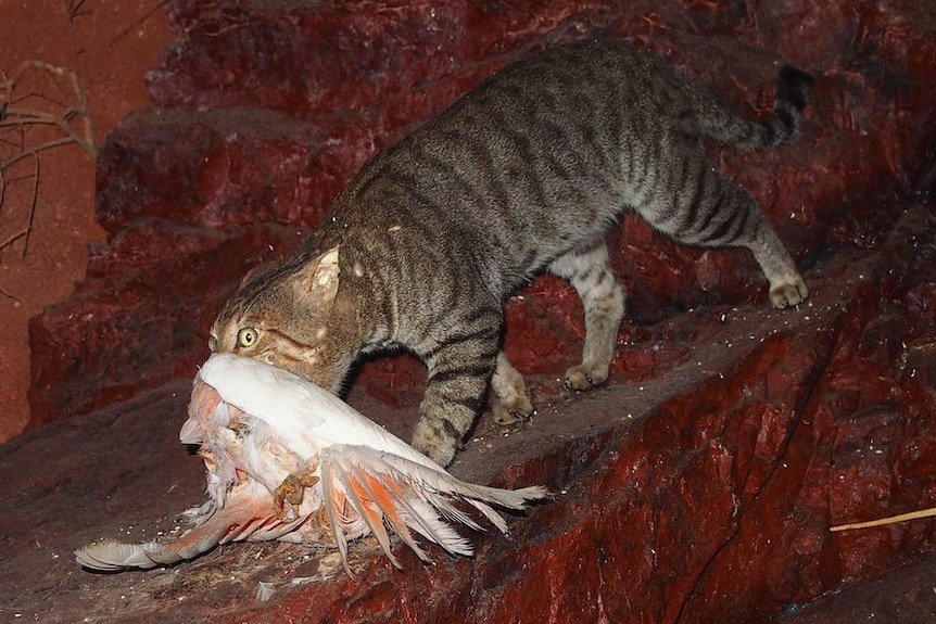 A cat holding a dead galah in its mouth.