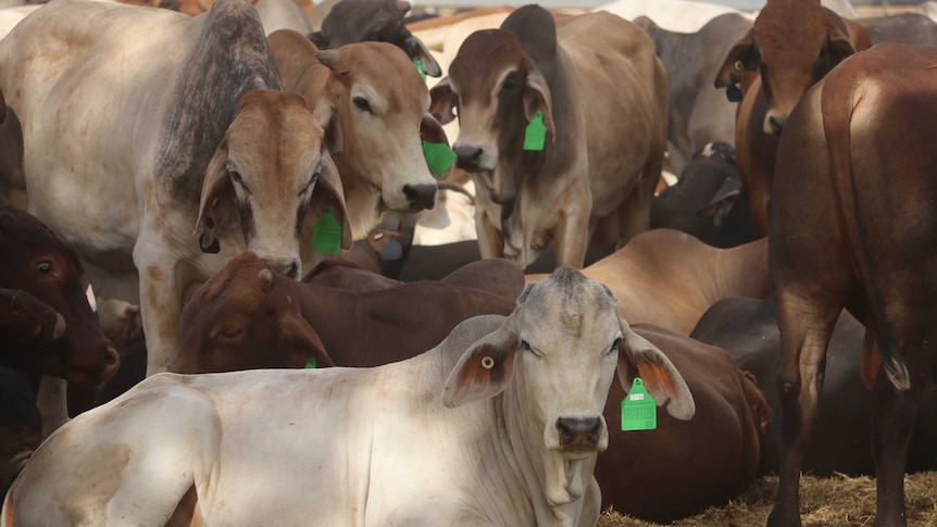Cattle in a pen with the green Global Compliance ear tag.