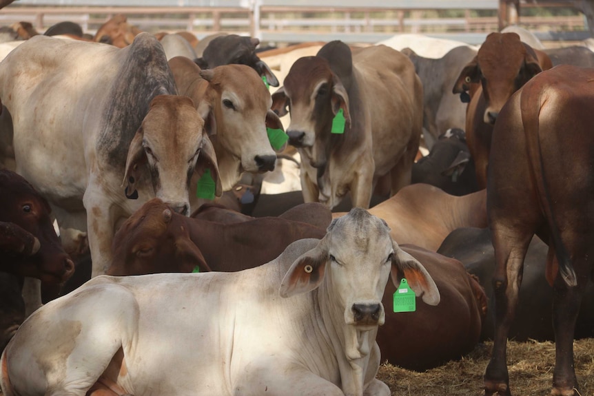 Cattle in a pen with the green Global Compliance ear tag.