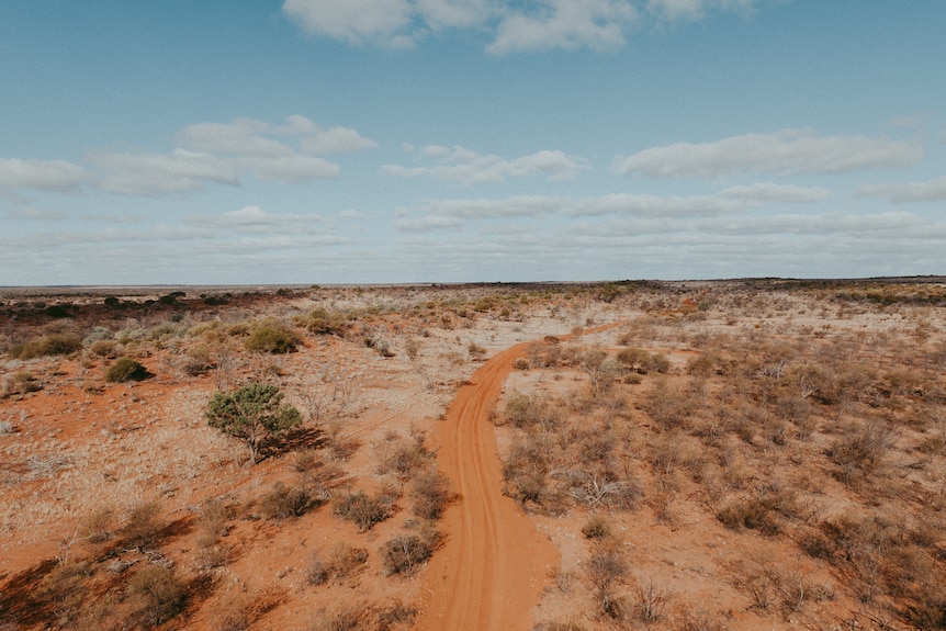 A red dirt road amongst a dry cattle station with dying shrubs.