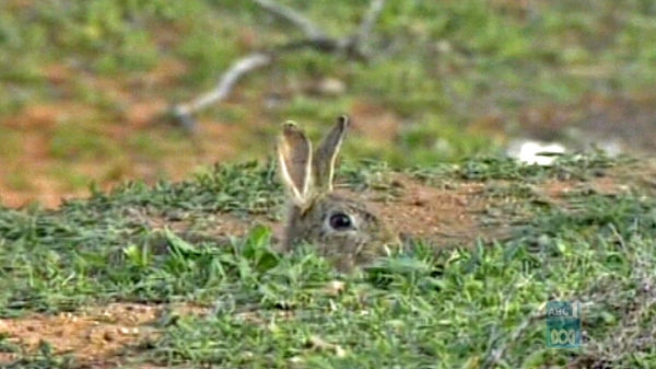 A rabbit looks over the edge of its burrow