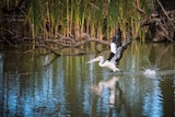 Pelican swimming on water in the Gayini wetlands on the Low Bidgee in south western New South Wales.