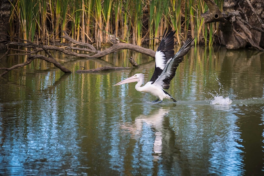 Pelican swimming on water in the Gayini wetlands on the Low Bidgee in south western New South Wales.