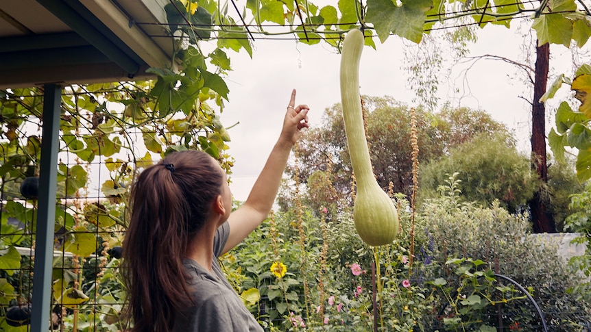 Woman looks up at a tromboncino growing on a trellis and suspended over her house. It also helps cool her rental.