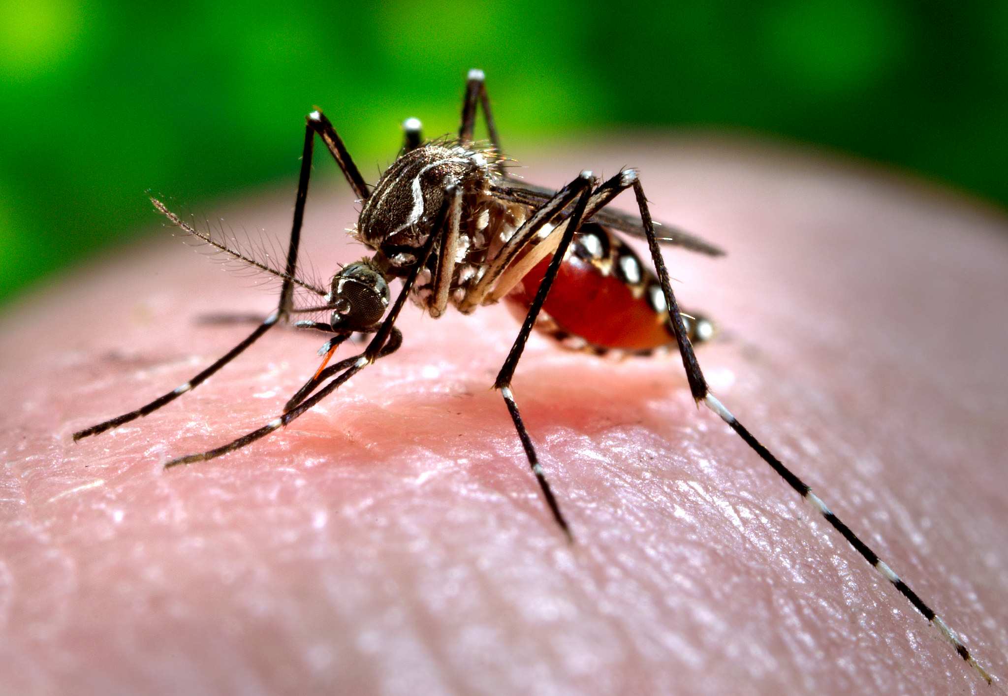 The science of mosquitoes