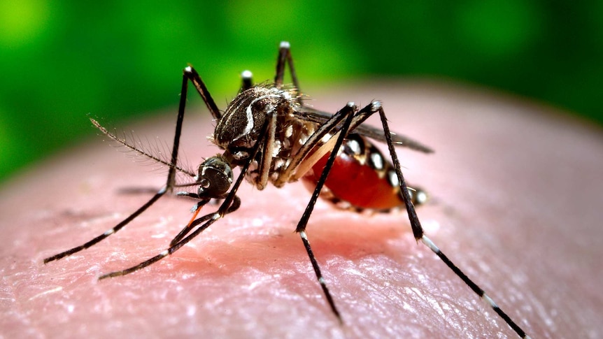 An Aedes aegypti mosquito is one of the primary carriers of dengue fever