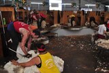 Several shearers shearing sheep on a raised board in a large shed with other people classing fleeces on two tables.