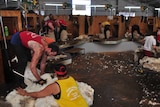 Several shearers shearing sheep on a raised board in a large shed with other people classing fleeces on two tables.