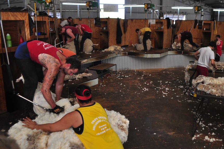 Several shearers shearing sheep on a raised board in a large shed with other people classing fleeces on two tables.