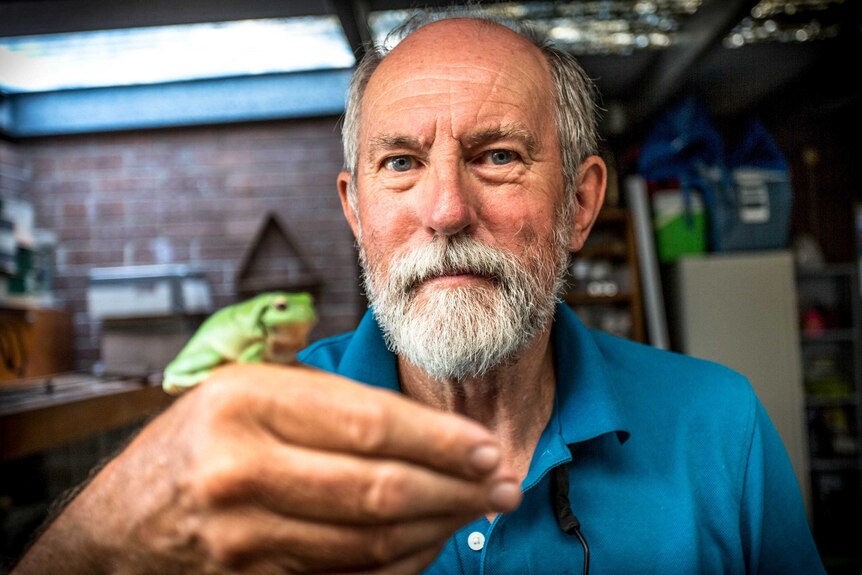Arthur White holds a green frog in his hand