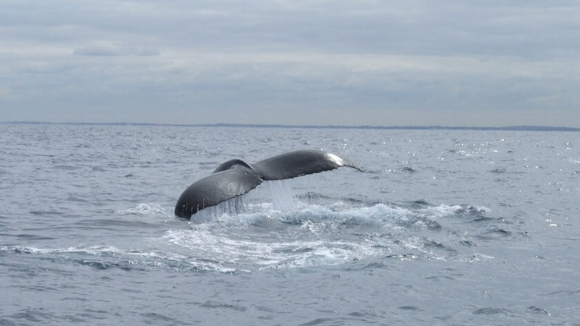 Whale off WA coast