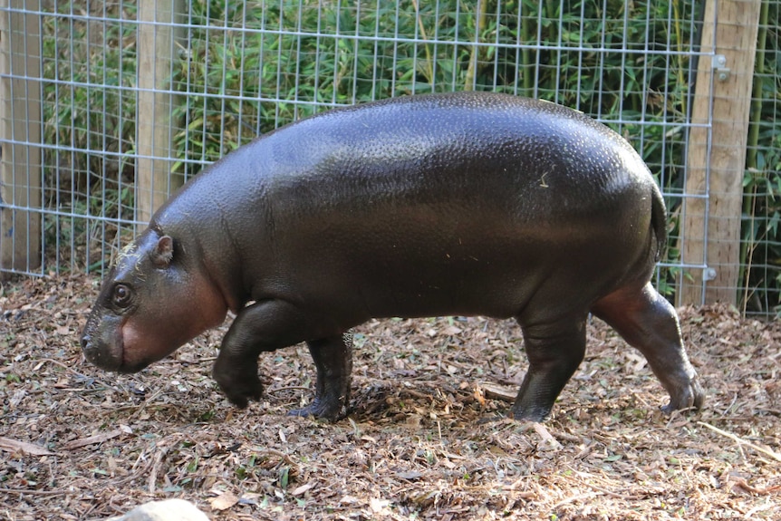 Adelaide zoo hippo Obi