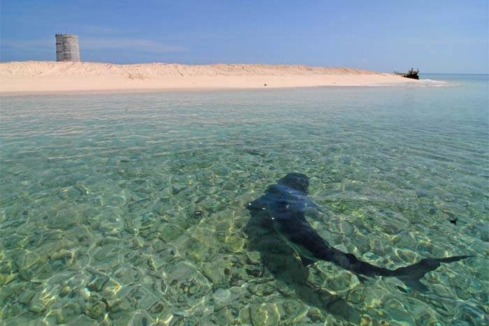 A shark in clear waters around a small sand island