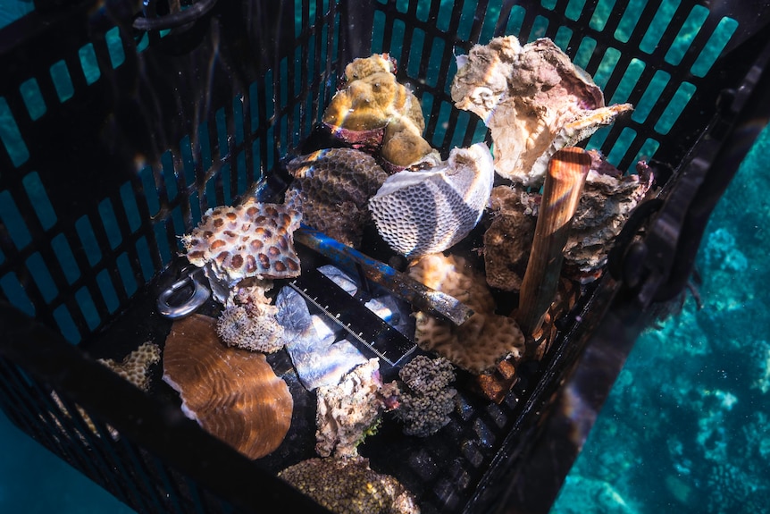 A variety of corals in different shapes, sizes and colours in a black shopping basket underwater.