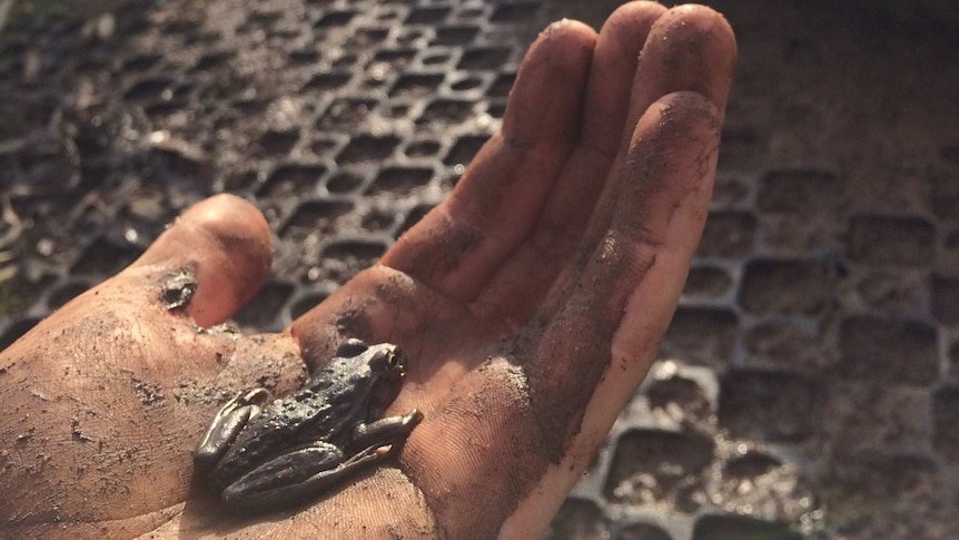 A muddy hand holds a small frog.