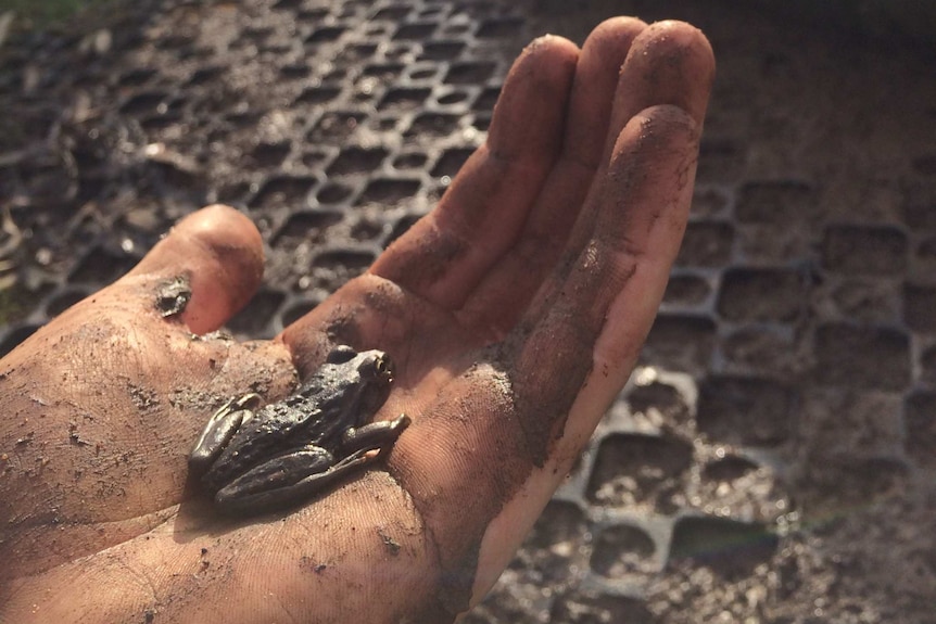 A muddy hand holds a small frog.