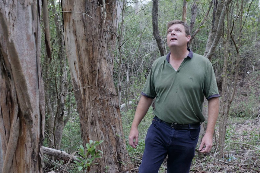 Man in bushland looking for koalas in a tree.