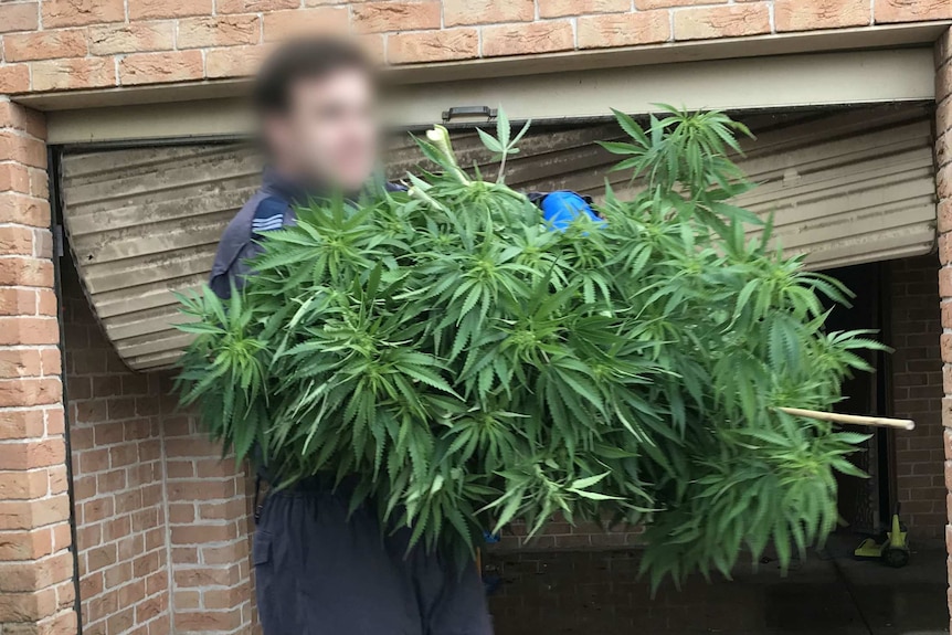 A man carrying a large green plant