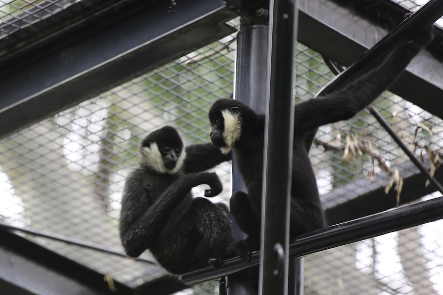 Two white-cheeked gibbons sitting on a bar in an enclosure looking at each other 